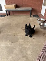 Angus, a  Scottish Terrier for sale in Jonesboro, AR – 4 of 6