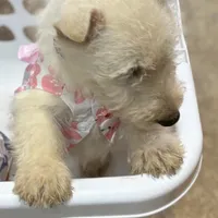Addie, a female Scottish Terrier for sale in Jonesboro, AR – Photo 2 of 2