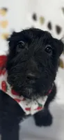 Addie, a female Scottish Terrier for sale in Jonesboro, AR – Photo 3 of 3