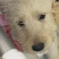 Addie, a female Scottish Terrier for sale in Jonesboro, AR – Photo 1 of 2