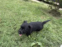 Clyde, a male Scottish Terrier for sale in Jonesboro, AR – 4 of 4