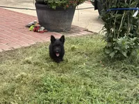 Bonnie, a female Scottish Terrier for sale in Jonesboro, AR – 4 of 4