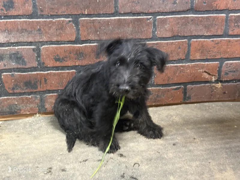 Clyde – Scottish Terrier puppy for sale in Jonesboro, AR