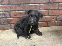 Clyde, a male Scottish Terrier for sale in Jonesboro, AR – 1 of 4