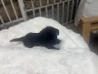 Bonnie, a female Scottish Terrier for sale in Jonesboro, AR – 1 of 3
