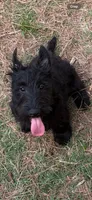 Angus, a  Scottish Terrier for sale in Jonesboro, AR – 5 of 6