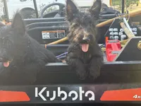 Bonnie, a female Scottish Terrier for sale in Jonesboro, AR – 8 of 8
