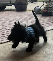 Brodie, a male Scottish Terrier for sale in Jonesboro, AR – Photo 1 of 2
