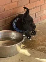 Brodie, a male Scottish Terrier for sale in Jonesboro, AR – Photo 2 of 2