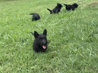 Bonnie, a female Scottish Terrier for sale in Jonesboro, AR – 3 of 4