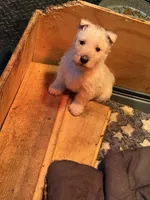 Baby girl , a female Scottish Terrier for sale in Jonesboro, AR – Photo 6 of 6