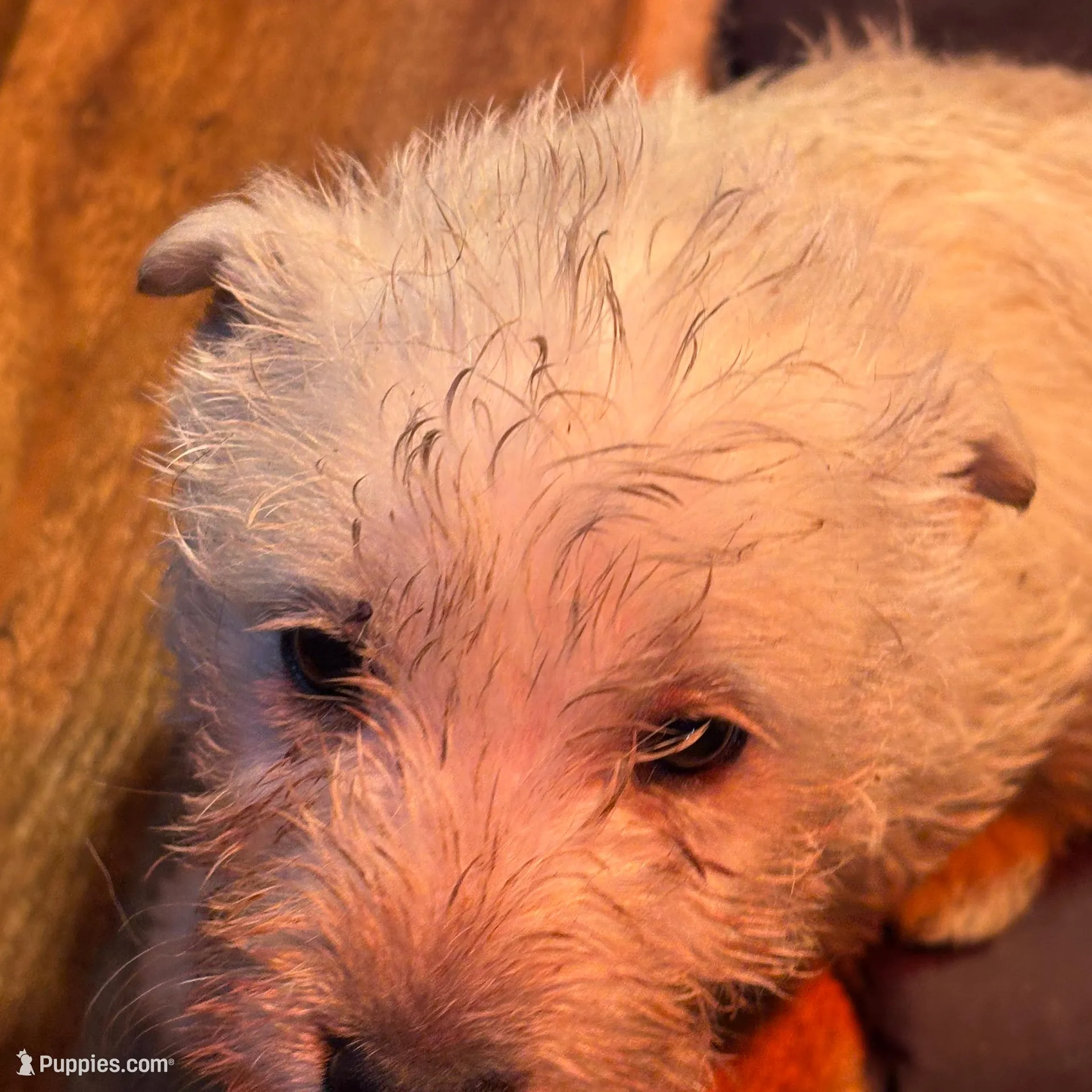 Baby girl , a female Scottish Terrier for sale in Jonesboro, AR – Photo 5 of 6