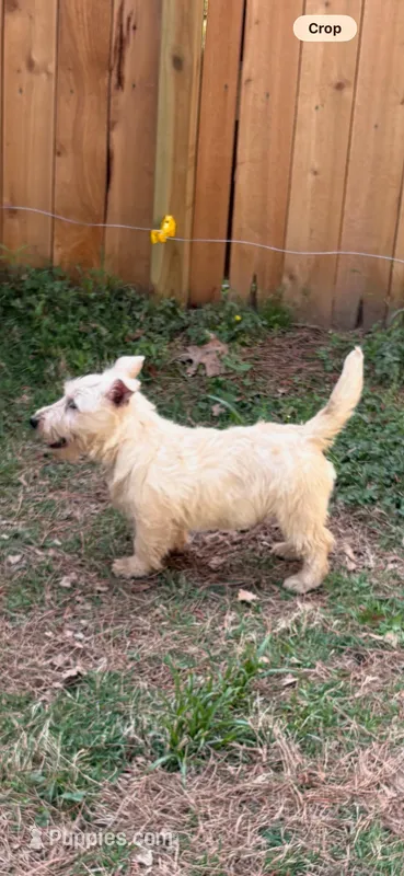 Claymore – Scottish Terrier puppy for sale in Jonesboro, AR