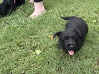 Clyde, a male Scottish Terrier for sale in Jonesboro, AR – 3 of 4