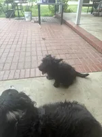 Angus, a  Scottish Terrier for sale in Jonesboro, AR – 2 of 6