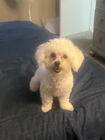 Z’Na, a female Maltipoo for sale in Newark, DE – 4 of 4