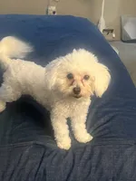 Z’Na, a female Maltipoo for sale in Newark, DE – 3 of 4