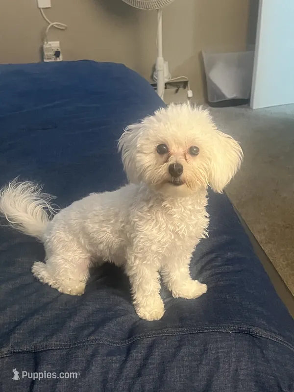 Z’Na – Maltipoo puppy for sale in Newark, DE