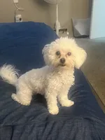 Z’Na, a female Maltipoo for sale in Newark, DE – 1 of 4