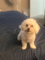 Z’Na, a female Maltipoo for sale in Newark, DE – 2 of 4