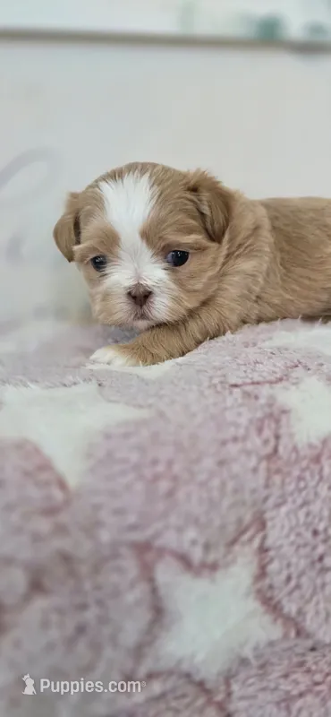 Girl 1 – Shih Tzu puppy for sale in Victorville, CA