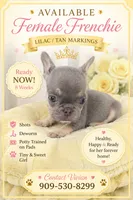 Girl 1, a female French Bulldog for sale in Victorville, CA – 1 of 1