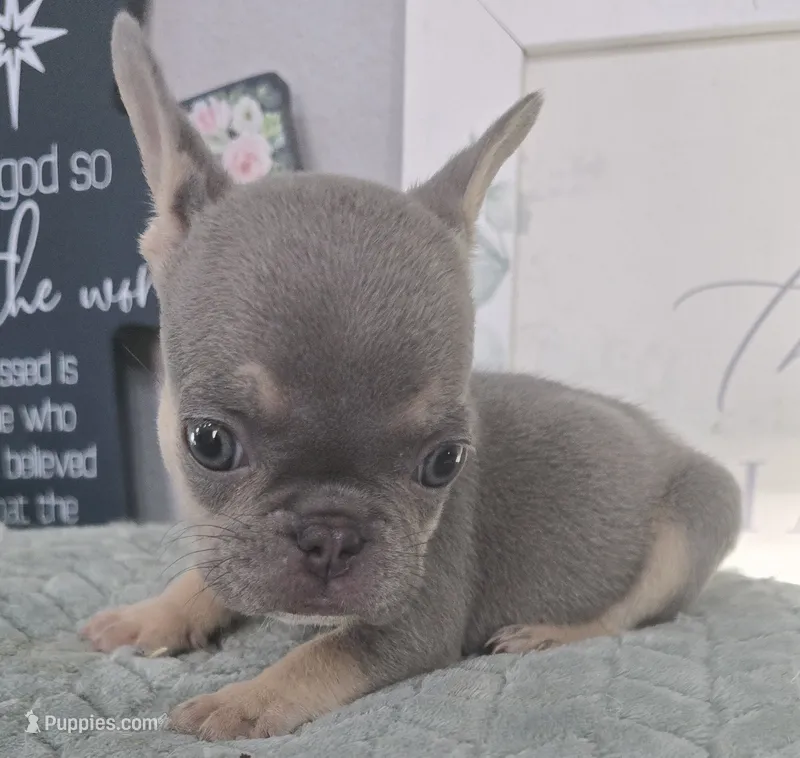 Girl 1 – French Bulldog puppy for sale in Victorville, CA