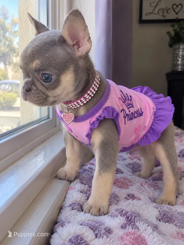 Girl 1 – French Bulldog puppy for sale in Victorville, CA
