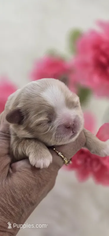 Girl 1 – Shih Tzu puppy for sale in Victorville, CA