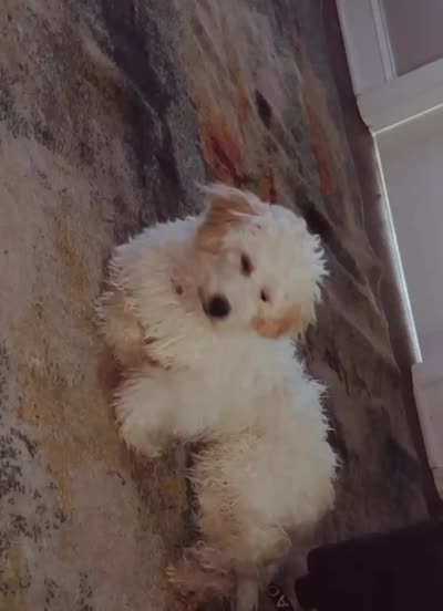 Charm , a female Goldendoodle for sale in Deptford, NJ – 4 of 4