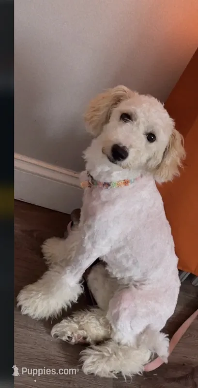 Charm  – Goldendoodle puppy for sale in Deptford, NJ