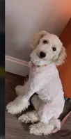 Charm , a female Goldendoodle for sale in Deptford, NJ – 1 of 4