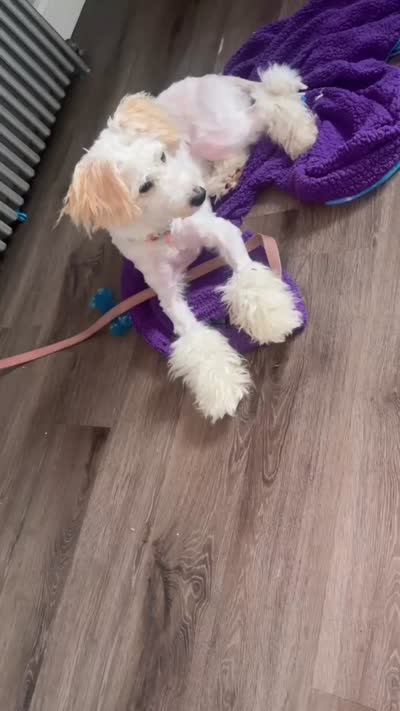 Charm , a female Goldendoodle for sale in Deptford, NJ – 2 of 4