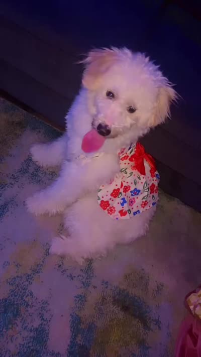 Charm , a female Goldendoodle for sale in Deptford, NJ – 3 of 4
