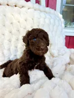 Karamanukyan Poodles, a female Poodle - Standard  for sale in Los Angeles, CA – 6 of 8
