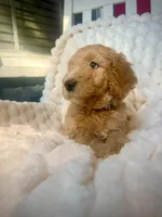 Karamanukyan Poodles, a female Poodle - Standard  for sale in Los Angeles, CA – 7 of 8