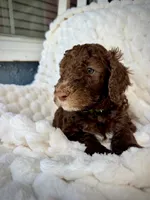 Karamanukyan Poodles, a female Poodle - Standard  for sale in Los Angeles, CA – 2 of 8