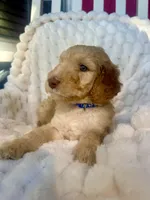 Karamanukyan Poodles, a female Poodle - Standard  for sale in Los Angeles, CA – 3 of 8