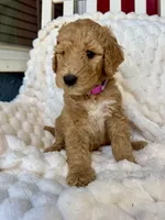 Karamanukyan Poodles, a female Poodle - Standard  for sale in Los Angeles, CA – 8 of 8