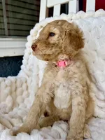 Karamanukyan Poodles, a female Poodle - Standard  for sale in Los Angeles, CA – 5 of 8