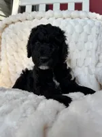 Karamanukyan Poodles, a female Poodle - Standard  for sale in Los Angeles, CA – 4 of 8