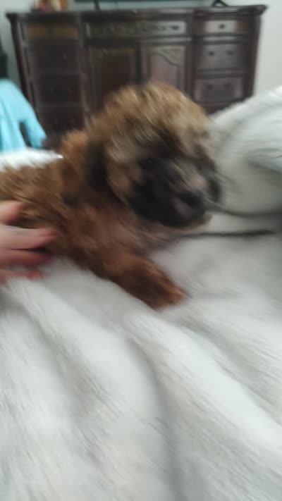 Brady, a male Poodle - Toy  for sale in Rogers, AR – 5 of 5