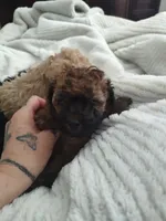 Brady, a male Poodle - Toy  for sale in Rogers, AR – 2 of 5