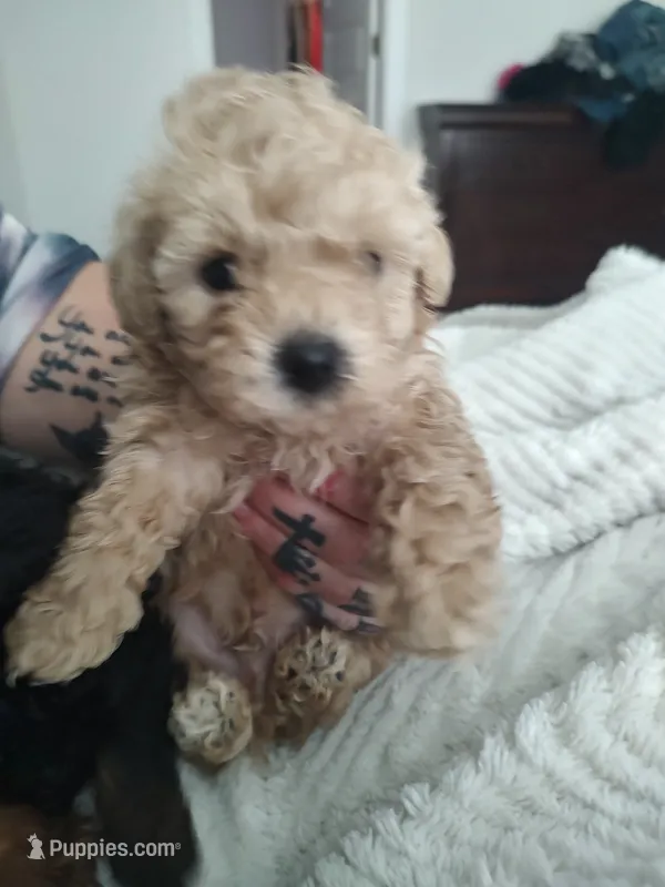 Bradley – Poodle - Toy  puppy for sale in Rogers, AR