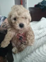 Bradley, a male Poodle - Toy  for sale in Rogers, AR – 1 of 4