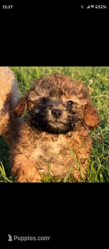 Brady – Poodle - Toy  puppy for sale in Rogers, AR