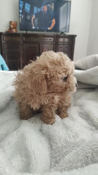 Bradley, a male Poodle - Toy  for sale in Rogers, AR – 4 of 4