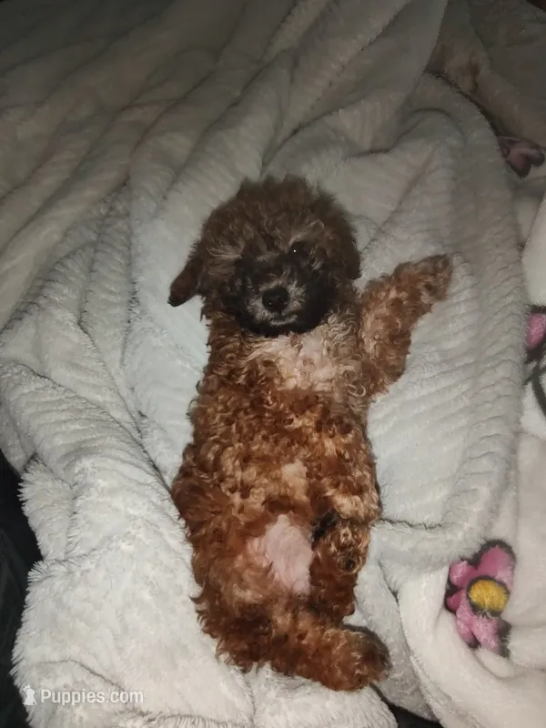Brady – Poodle - Toy  puppy for sale in Rogers, AR
