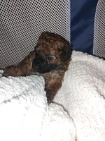 Brady, a male Poodle - Toy  for sale in Rogers, AR – 3 of 5