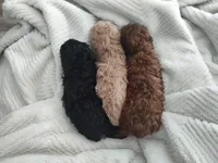 Brady, a male Poodle - Toy  for sale in Rogers, AR – 4 of 5